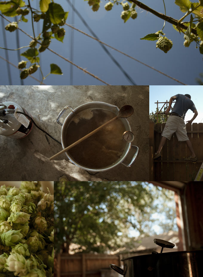Harvesting Cascade Hops