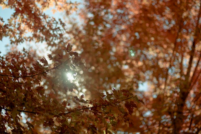 Fall Foliage In Denver 2011